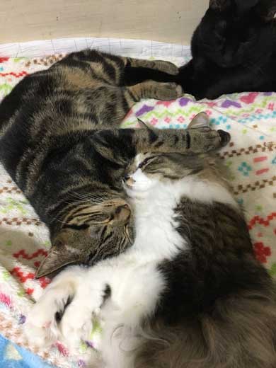 猫 パンチ バレないように パーン 顔