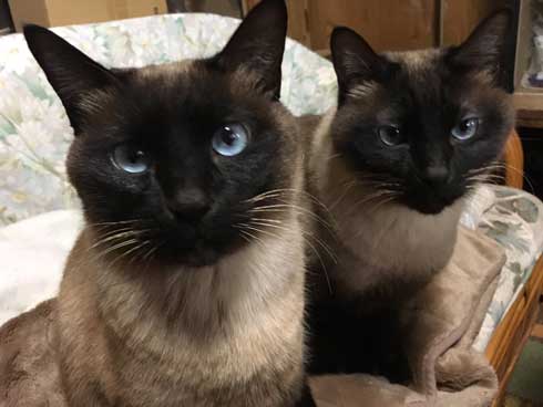 猫 パンチ バレないように パーン 顔