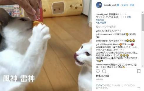 ロッチ 中岡 サンシャイン池崎 猫 風神 雷神 平野ノラ CIAOちゅ〜る