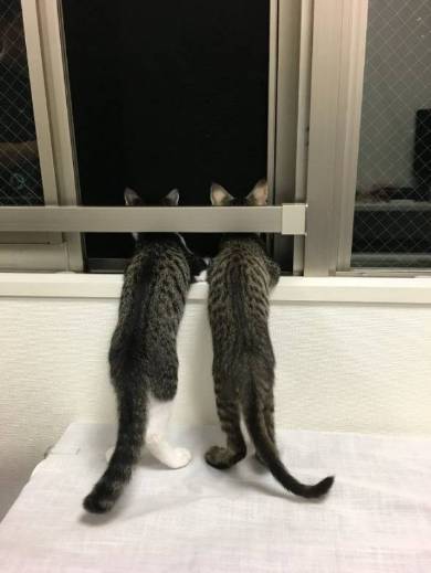 銀河鉄道の夜 うにとモズ