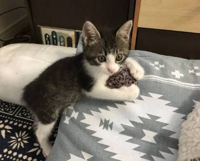 銀河鉄道の夜 うにとモズ