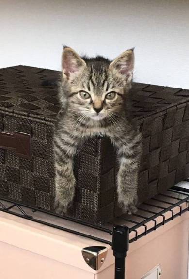 銀河鉄道の夜 うにとモズ