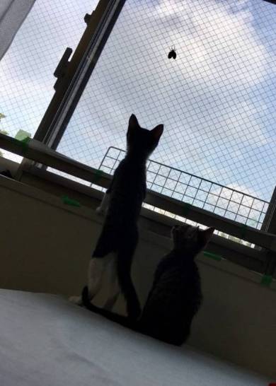 銀河鉄道の夜 うにとモズ