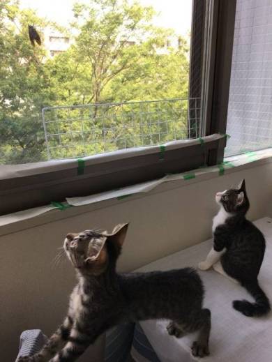 銀河鉄道の夜 うにとモズ