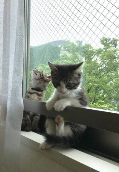 銀河鉄道の夜 うにとモズ