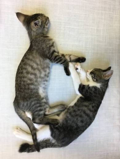 銀河鉄道の夜 うにとモズ