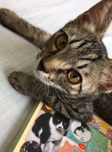 銀河鉄道の夜 うにとモズ