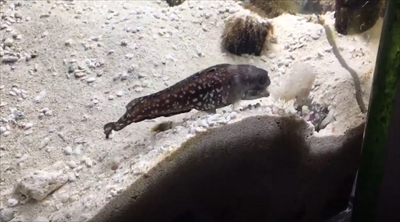 スポットフィンジョーフィッシュ