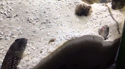 スポットフィンジョーフィッシュ