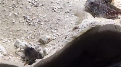 スポットフィンジョーフィッシュ