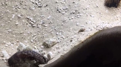 スポットフィンジョーフィッシュ