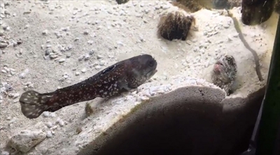 スポットフィンジョーフィッシュ