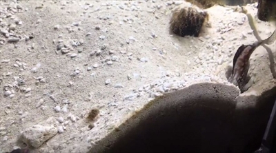 スポットフィンジョーフィッシュ