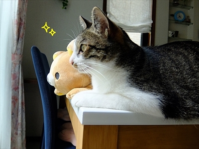 柴犬ひかりといちごと猫ミルキー