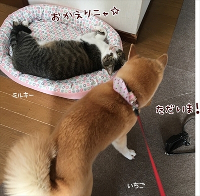 柴犬ひかりといちごと猫ミルキー
