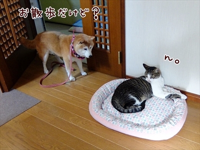 柴犬ひかりといちごと猫ミルキー