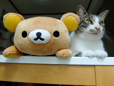 柴犬ひかりといちごと猫ミルキー