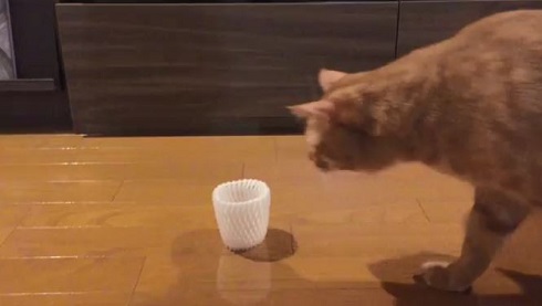 フルーツキャップ 猫