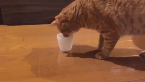 フルーツキャップ 猫