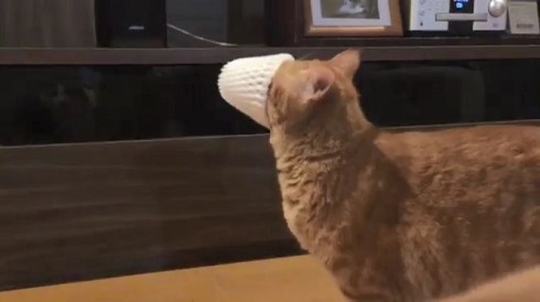 フルーツキャップ 猫