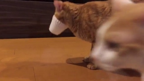 フルーツキャップ 猫