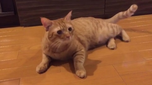 フルーツキャップ 猫