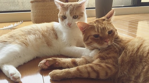 フルーツキャップ 猫