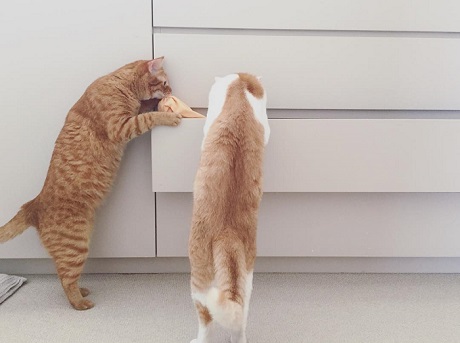 フルーツキャップ 猫