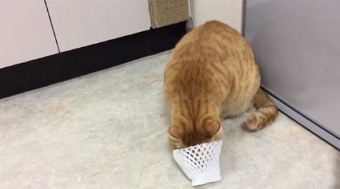 フルーツキャップ 猫