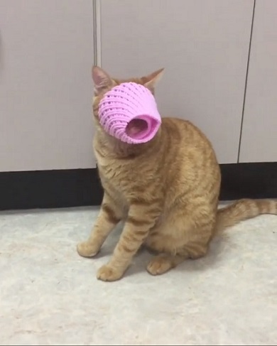 フルーツキャップ 猫