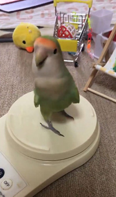 ピーチューさん