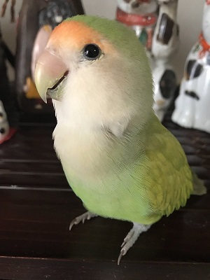 ピーチューさん