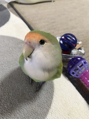 ピーチューさん