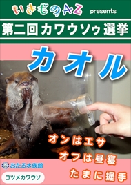 カワウソゥ選挙