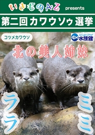 カワウソゥ選挙