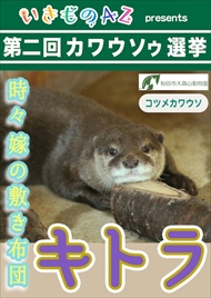 カワウソゥ選挙