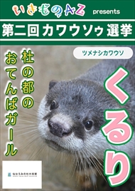 カワウソゥ選挙