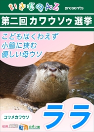 カワウソゥ選挙
