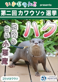 カワウソゥ選挙