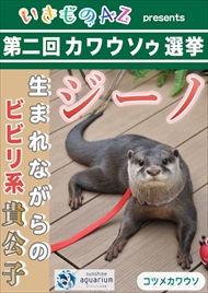 カワウソゥ選挙