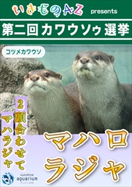 カワウソゥ選挙