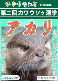 カワウソゥ選挙