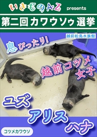 カワウソゥ選挙