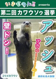 カワウソゥ選挙