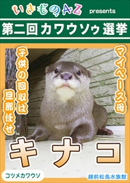 カワウソゥ選挙