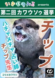 カワウソゥ選挙