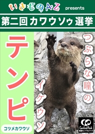 カワウソゥ選挙
