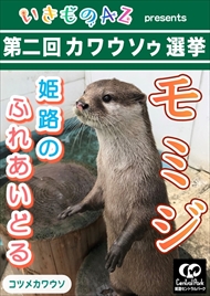 カワウソゥ選挙