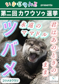 カワウソゥ選挙