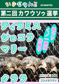 カワウソゥ選挙